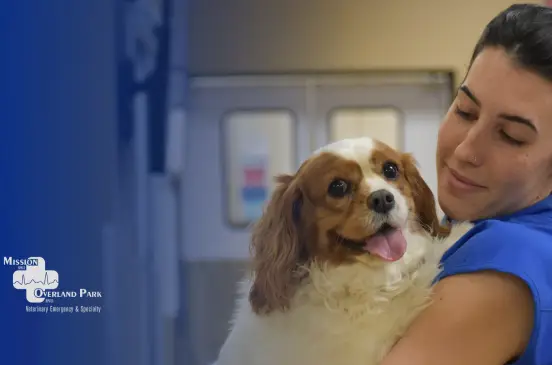 Overland Park Veterinarian holding a dog