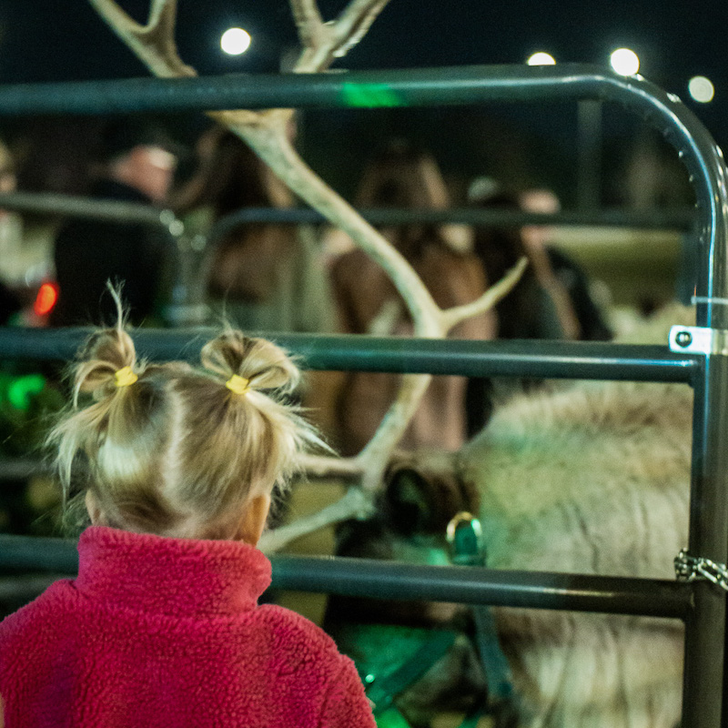A little girl looking at Santa's reindeer